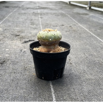 ロフォフォラ 銀冠玉 Lophophora fricii 1株/アグリューム(長与町)