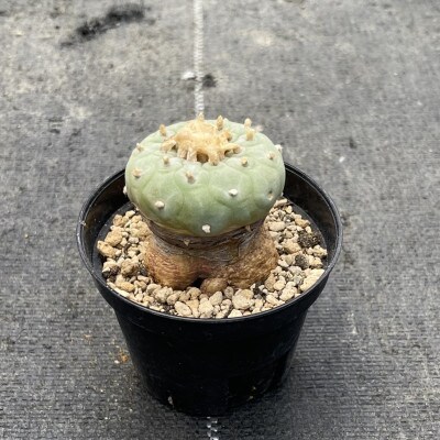 ロフォフォラ 銀冠玉 Lophophora fricii 1株/アグリューム(長与町)