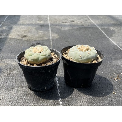 ロフォフォラ 銀冠玉 Lophophora fricii 2株/アグリューム(長与町)