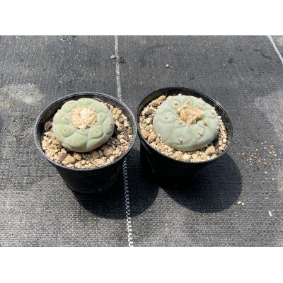 ロフォフォラ 銀冠玉 Lophophora fricii 2株/アグリューム(長与
