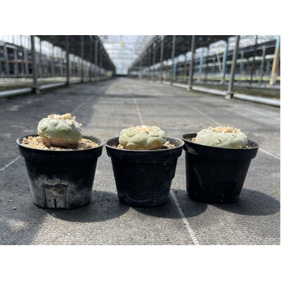 ロフォフォラ 銀冠玉 Lophophora fricii 3株/アグリューム(長与町)