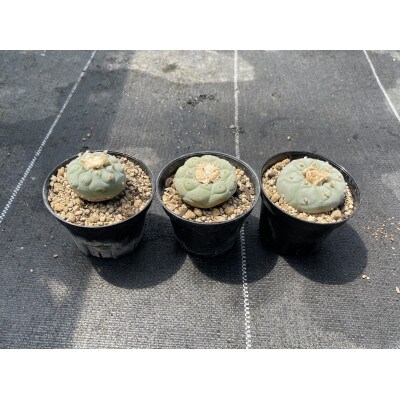 ロフォフォラ 銀冠玉 Lophophora fricii 3株/アグリューム(長与町)