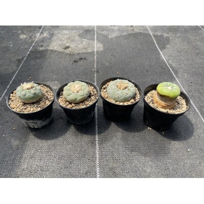 ロフォフォラ 銀冠玉 Lophophora fricii 4株/アグリューム(長与町)
