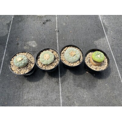 ロフォフォラ 銀冠玉 Lophophora fricii 4株/アグリューム(長与町)