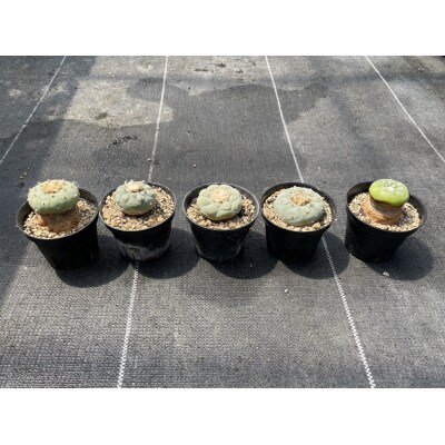 ロフォフォラ 銀冠玉 Lophophora fricii 5株/アグリューム(長与町)
