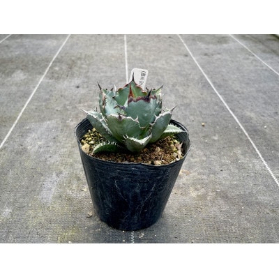 Agave titanota アガベ チタノタ 1株 長与町/アグリューム