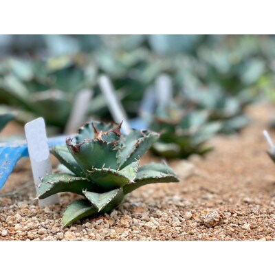 Agave titanota アガベ チタノタ 1株 長与町/アグリューム