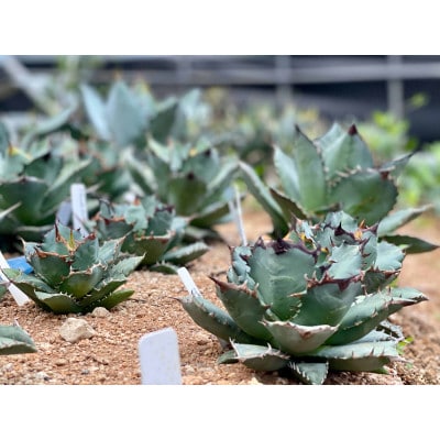 Agave titanota アガベ チタノタ 1株 長与町/アグリューム