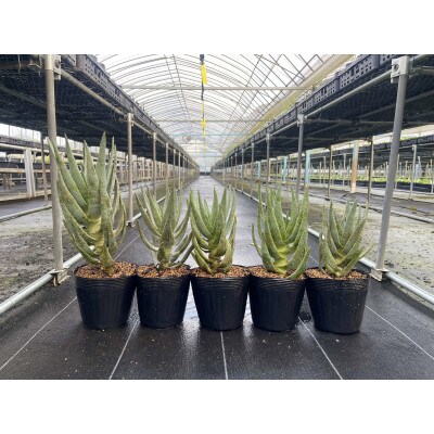 アロエ ディコトマ 5株 長与町/アグリューム　Aloidendron dichotomum