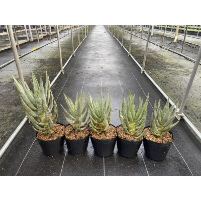 アロエ ディコトマ 5株 長与町/アグリューム　Aloidendron dichotomum