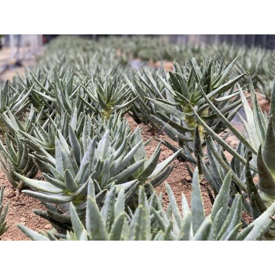 アロエ ディコトマ 5株 長与町/アグリューム　Aloidendron dichotomum