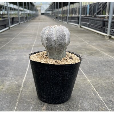 astrophytum myriostigma cv. onzuka アストロフィツム 恩塚鸞鳳玉1