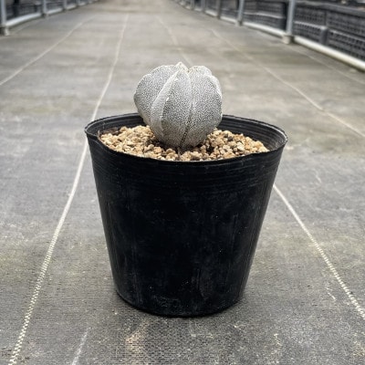 astrophytum myriostigma cv. onzuka アストロフィツム 恩塚鸞鳳玉1
