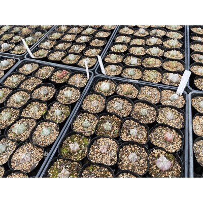 astrophytum myriostigma cv. onzuka アストロフィツム 恩塚鸞鳳玉1