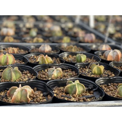 astrophytum myriostigma cv. onzuka アストロフィツム 恩塚鸞鳳玉1