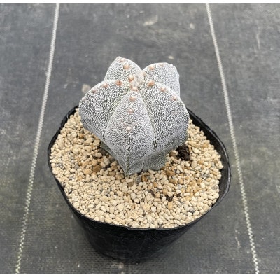 astrophytum myriostigma cv. onzuka アストロフィツム 恩塚鸞鳳玉2