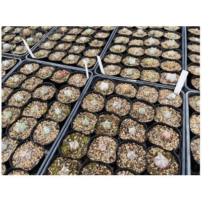 astrophytum myriostigma cv. onzuka アストロフィツム 恩塚鸞鳳玉2