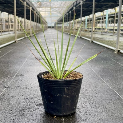 Yucca rigida ユッカ リギダ 1株 長与町/アグリューム