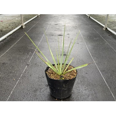 Yucca rigida ユッカ リギダ 1株 長与町/アグリューム