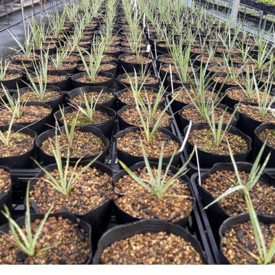 Yucca rigida ユッカ リギダ 1株 長与町/アグリューム