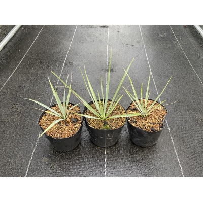 Yucca rigida ユッカ リギダ 3株 長与町/アグリューム
