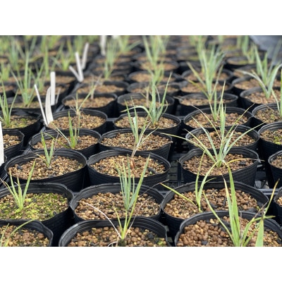 Yucca rigida ユッカ リギダ 3株 長与町/アグリューム
