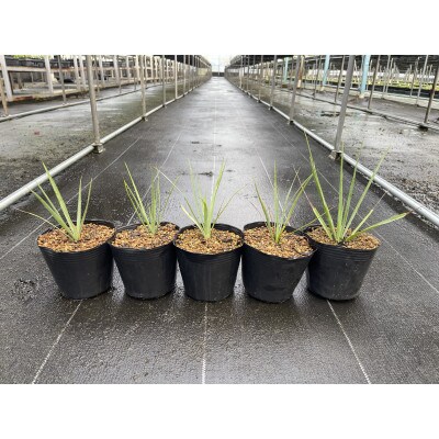 Yucca rigida ユッカ リギダ 5株 長与町/アグリューム