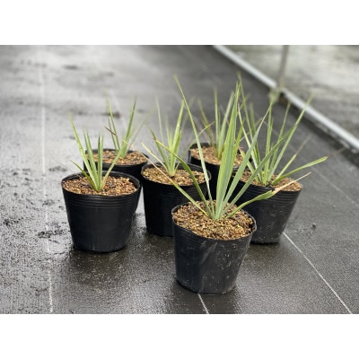 Yucca rigida ユッカ リギダ 5株 長与町/アグリューム