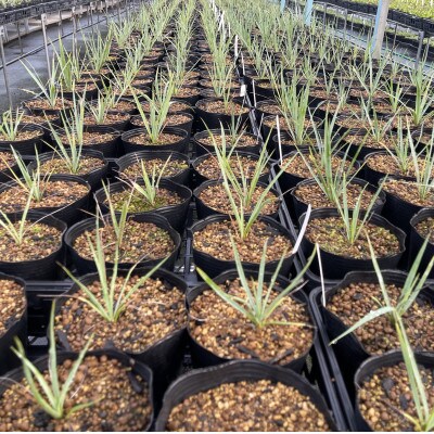 Yucca rigida ユッカ リギダ 5株 長与町/アグリューム