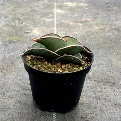 サンセベリア ロリダ Sansevieria rorida 1株/アグリューム(長与町)