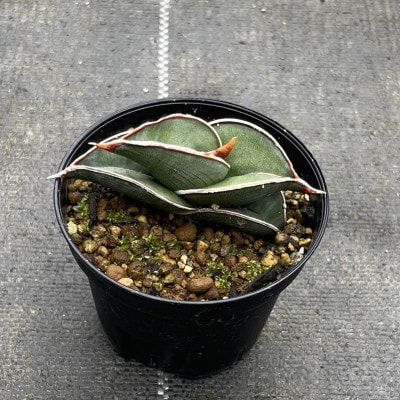 サンセベリア ロリダ Sansevieria rorida 1株/アグリューム(長与町)