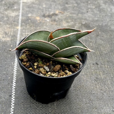 サンセベリア ロリダ Sansevieria rorida 1株/アグリューム(長与町)