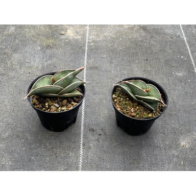 サンセベリア ロリダ Sansevieria rorida 2株/アグリューム(長与町)