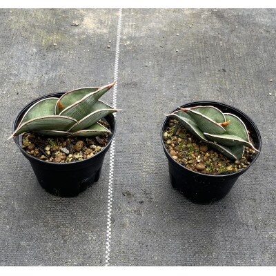 サンセベリア ロリダ Sansevieria rorida 2株/アグリューム(長与町)
