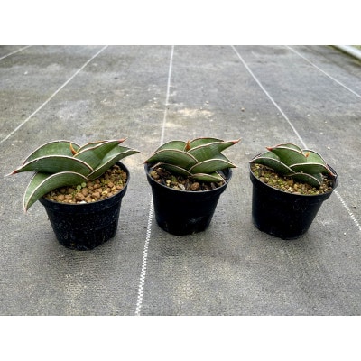 サンセベリア ロリダ Sansevieria rorida 3株/アグリューム(長与町)