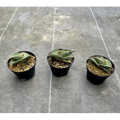 サンセベリア ロリダ Sansevieria rorida 3株/アグリューム(長与町)