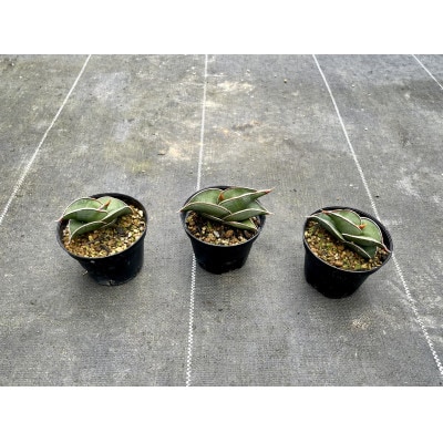 サンセベリア ロリダ Sansevieria rorida 3株/アグリューム(長与町)