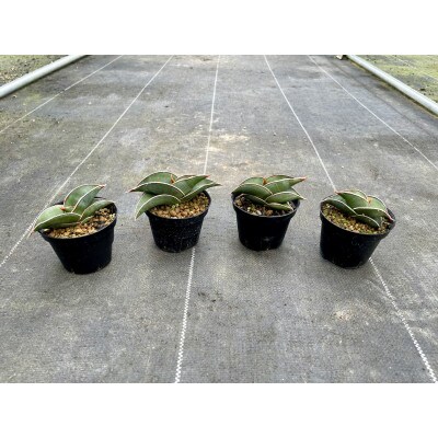 サンセベリア ロリダ Sansevieria rorida 4株/アグリューム(長与町)