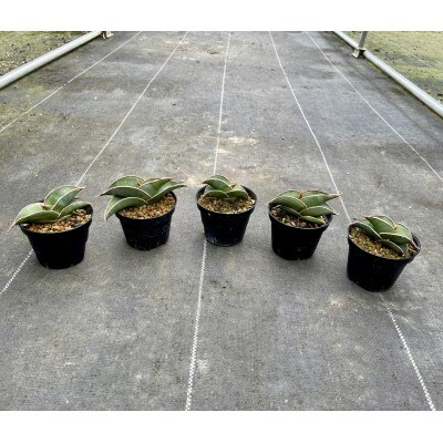 サンセベリア ロリダ Sansevieria rorida 5株/アグリューム(長与町)