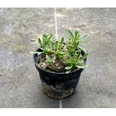 ユーフォルビア 峨眉山(ガビザン) Euphorbia Gabisan 1株/アグリューム(長与町)