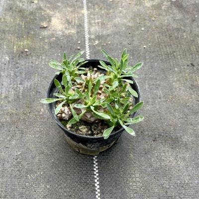 ユーフォルビア 峨眉山(ガビザン) Euphorbia Gabisan 1株/アグリューム(長与町)