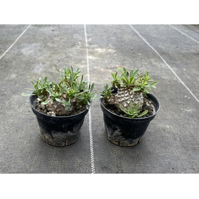 ユーフォルビア 峨眉山(ガビザン) Euphorbia Gabisan 2株/アグリューム(長与町)