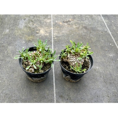 ユーフォルビア 峨眉山(ガビザン) Euphorbia Gabisan 2株/アグリューム(長与町)