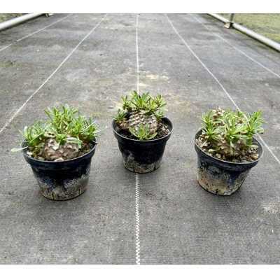 ユーフォルビア 峨眉山(ガビザン) Euphorbia Gabisan 3株/アグリューム(長与町)