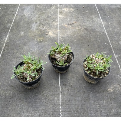 ユーフォルビア 峨眉山(ガビザン) Euphorbia Gabisan 3株/アグリューム(長与町)