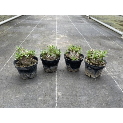 ユーフォルビア 峨眉山(ガビザン) Euphorbia Gabisan 4株/アグリューム(長与町)