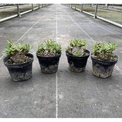 ユーフォルビア 峨眉山(ガビザン) Euphorbia Gabisan 4株/アグリューム(長与町)