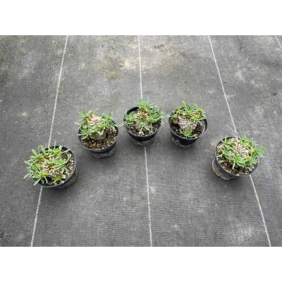 ユーフォルビア 峨眉山(ガビザン) Euphorbia Gabisan 5株/アグリューム(長与町)