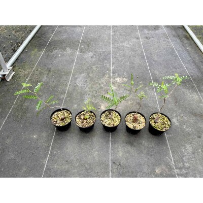 Operculicarya pachypus オペルクリカリア パキプス 5株 長与町/アグリューム