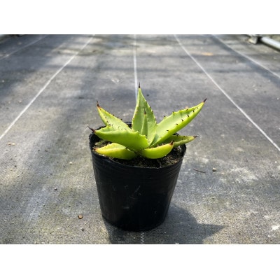 アガベ sp. ピロン クバ 1株 Agave sp pilon kuba 長与町/アグリューム